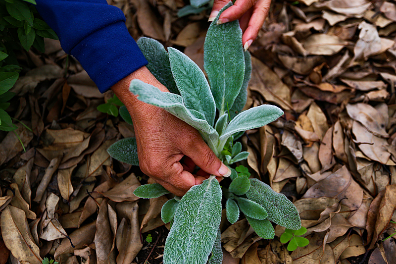 Cultivo para Iniciantes: Dicas Essenciais de Cuidados - inspiração 1