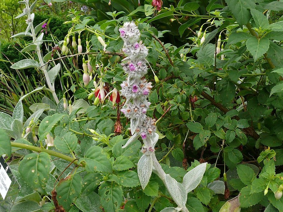 Cultivo para Iniciantes: Dicas Essenciais de Cuidados - inspiração 2