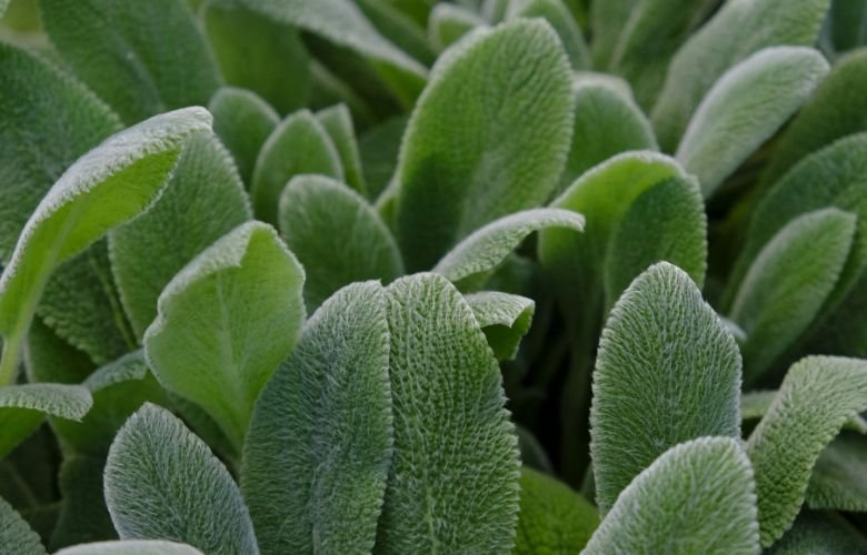 Cuidados Específicos: Luz, Água e Solo Ideais - inspiração 1