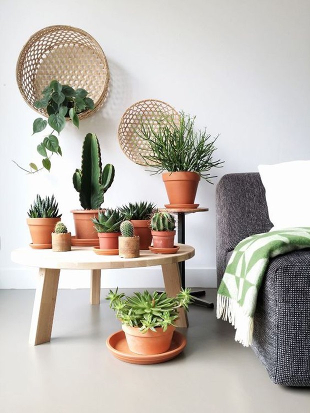 Cerâmica com Plantas: Uma Dupla Imbatível - inspiração 2