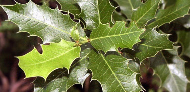 Benefícios específicos da espinheira-santa para a saúde