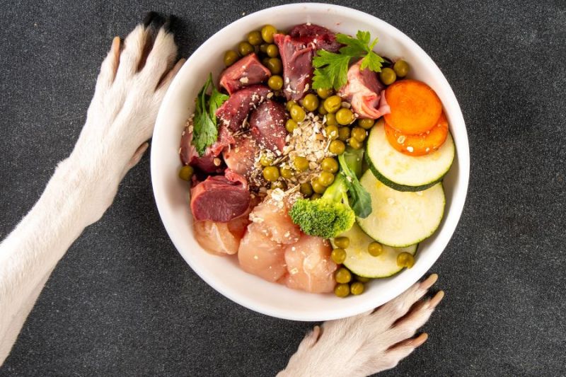 erros comuns ao fazer comida natural para pets