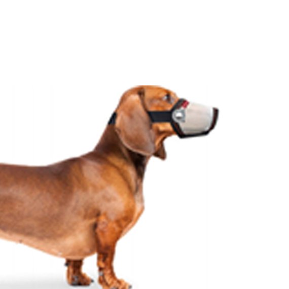 erros comuns ao fazer focinheira improvisada