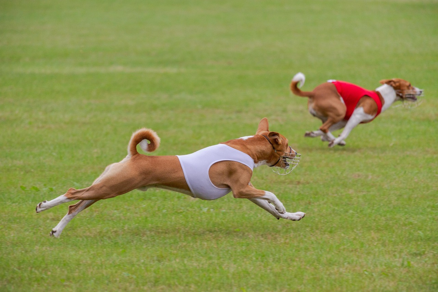 Explorando o potencial do YOLO para detecção de cães em tempo real