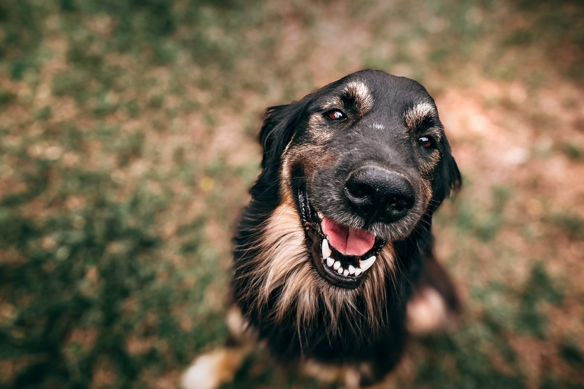como fazer ia de cachorro