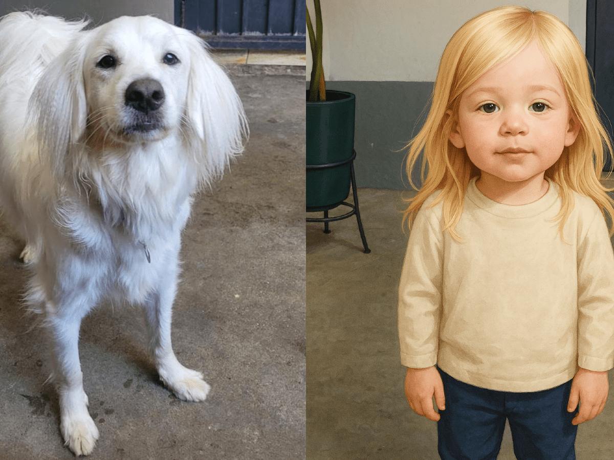 Construindo seu próprio cachorro robô com Raspberry Pi e Arduino