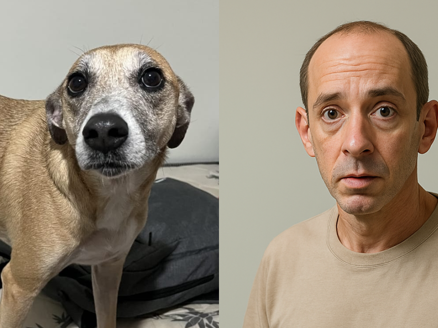 Guia completo de visão computacional para identificar raças de cães