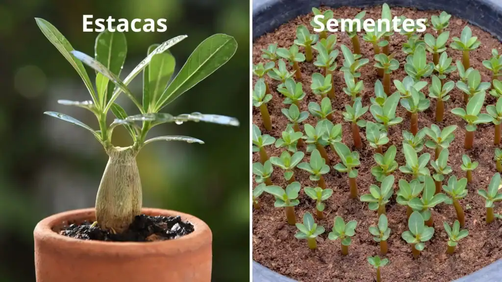 melhores galhos para fazer muda rosa