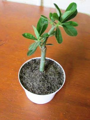 erros comuns ao fazer muda de rosa por estaca