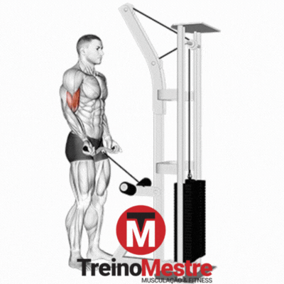 melhores exercícios biceps polia para resultados