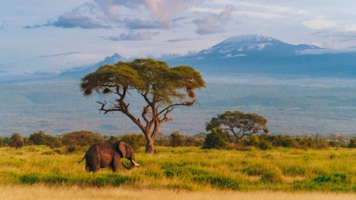 melhores safáris na áfrica para ver os big five