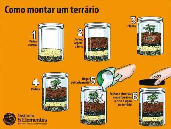As Melhores Plantas para Cada Tipo de Terrário