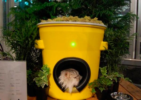 Guia Completo de Manutenção para Abrigos de Gatos