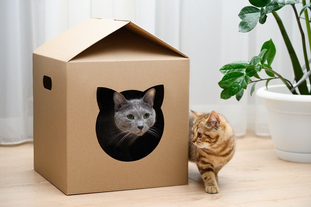 5 Materiais Inesperados para Construir uma Casinha de Gato