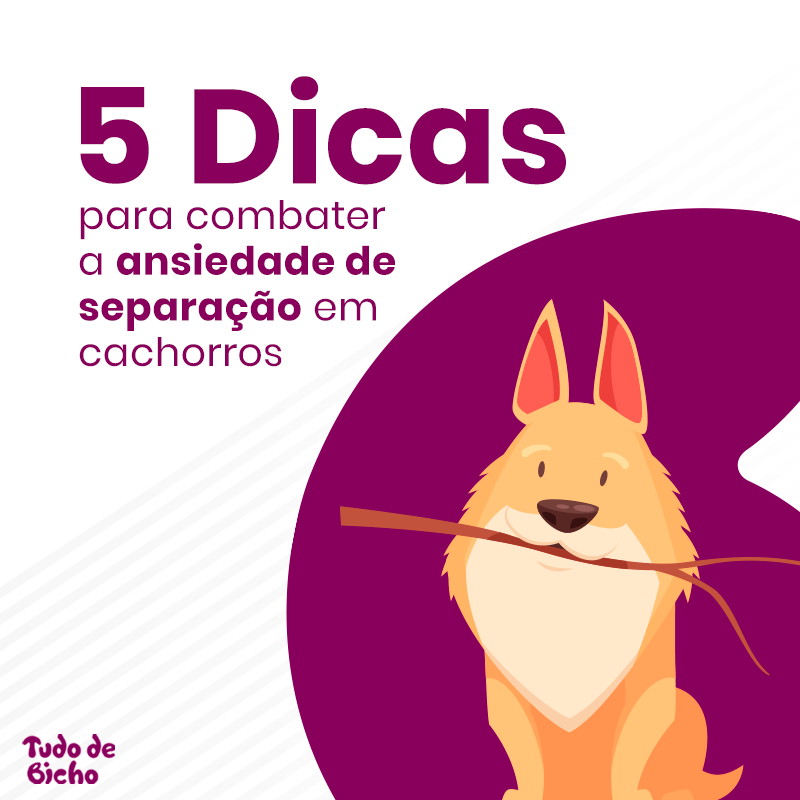 Os Melhores Brinquedos Interativos para Cães Ansiosos