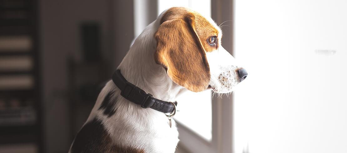 A Importância do Exercício Físico para Cães com Ansiedade de Separação