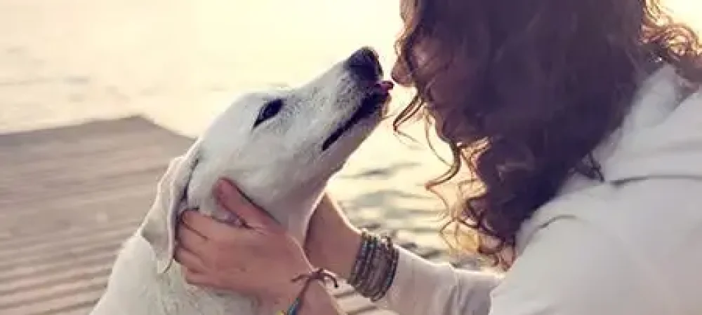 Guia Completo de Enriquecimento Ambiental para Cães