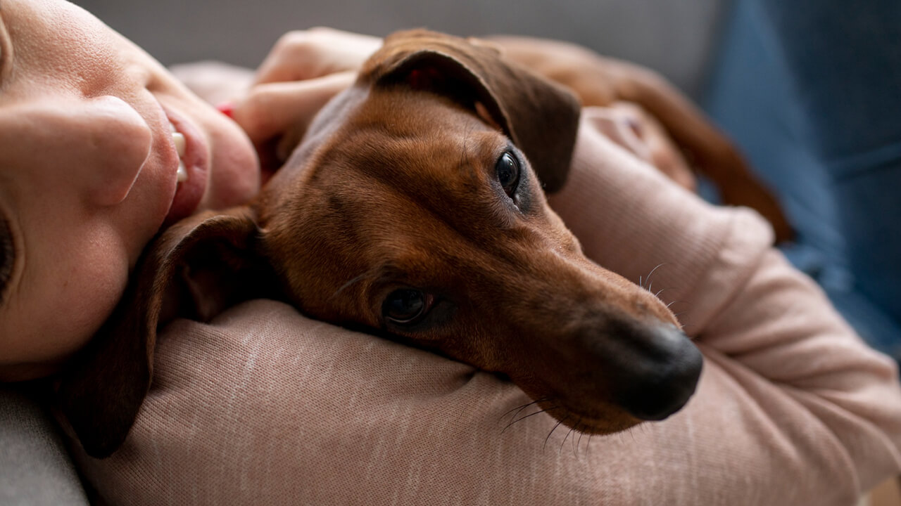 Como Criar uma Rotina Saudável para o Seu Cão