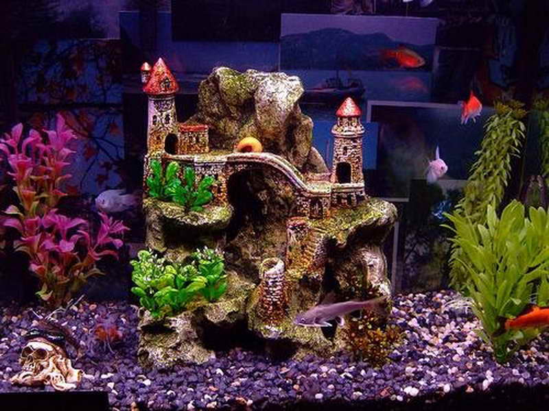 Como Aplicar Feng Shui no seu Aquário para Atrair Prosperidade