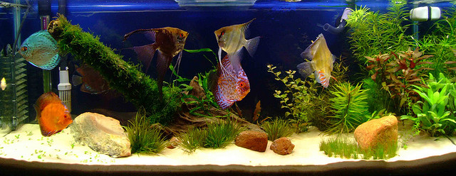 Os Melhores Peixes Decorativos para Aquários Comunitários
