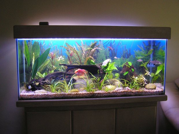 decoração com aquários