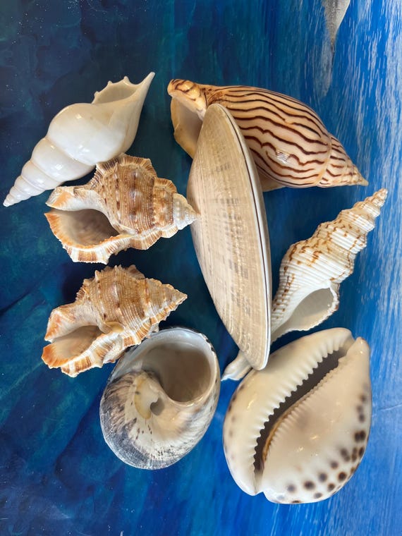 Decoração com conchas para banheiro