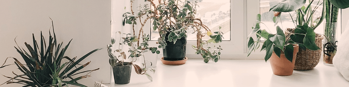 como escolher folhagens para varanda escura