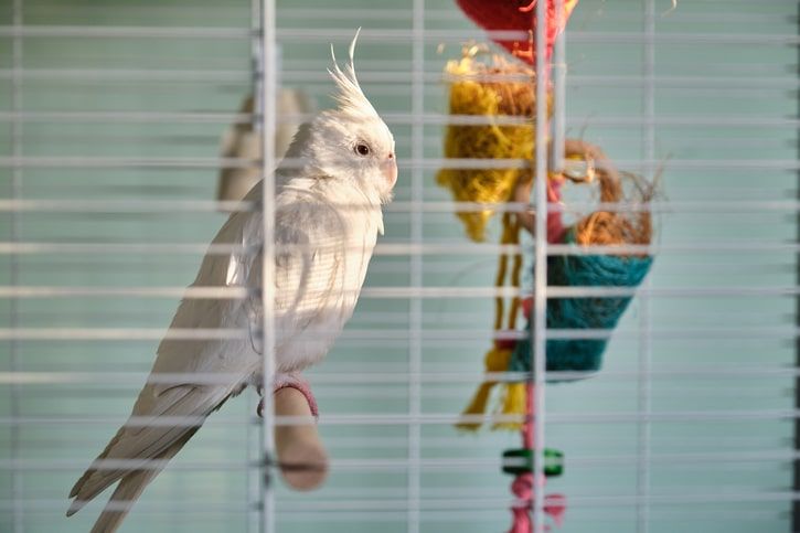 ideias criativas decoração com gaiolas de passarinho