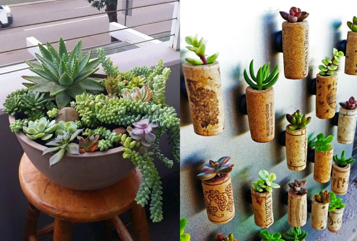 decoração com rolhas e suculentas