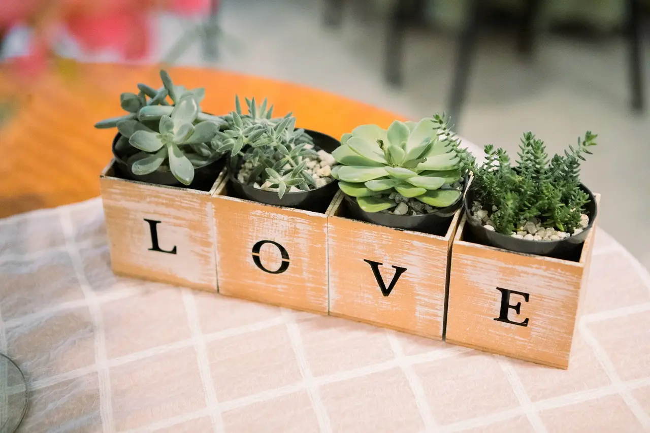 As Melhores Suculentas para Mini Vasos de Rolha