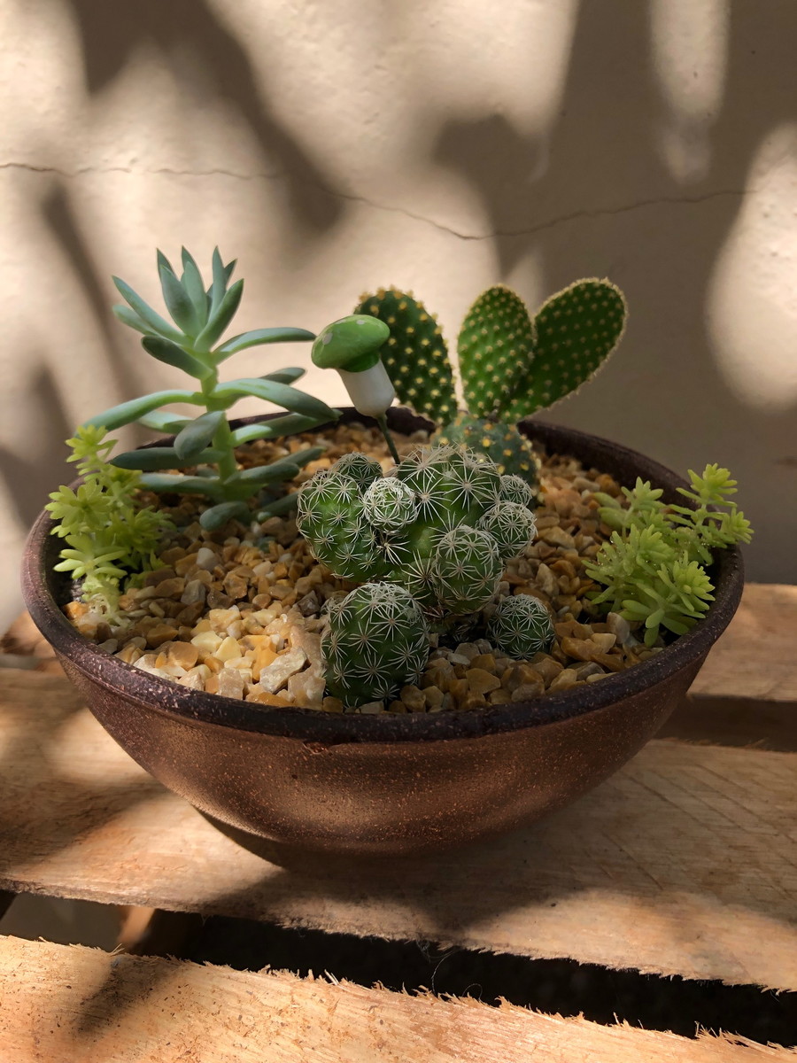 Transforme sua Casa com Quadros Vivos de Suculentas