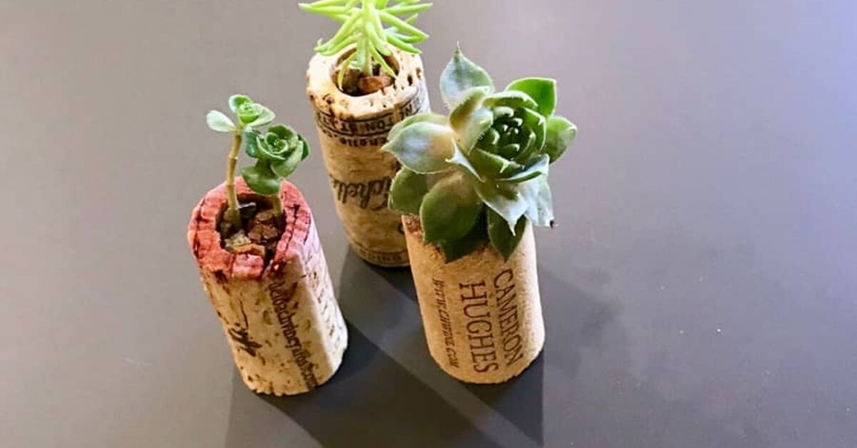 Como Cuidar de Suculentas em Pequenos Espaços