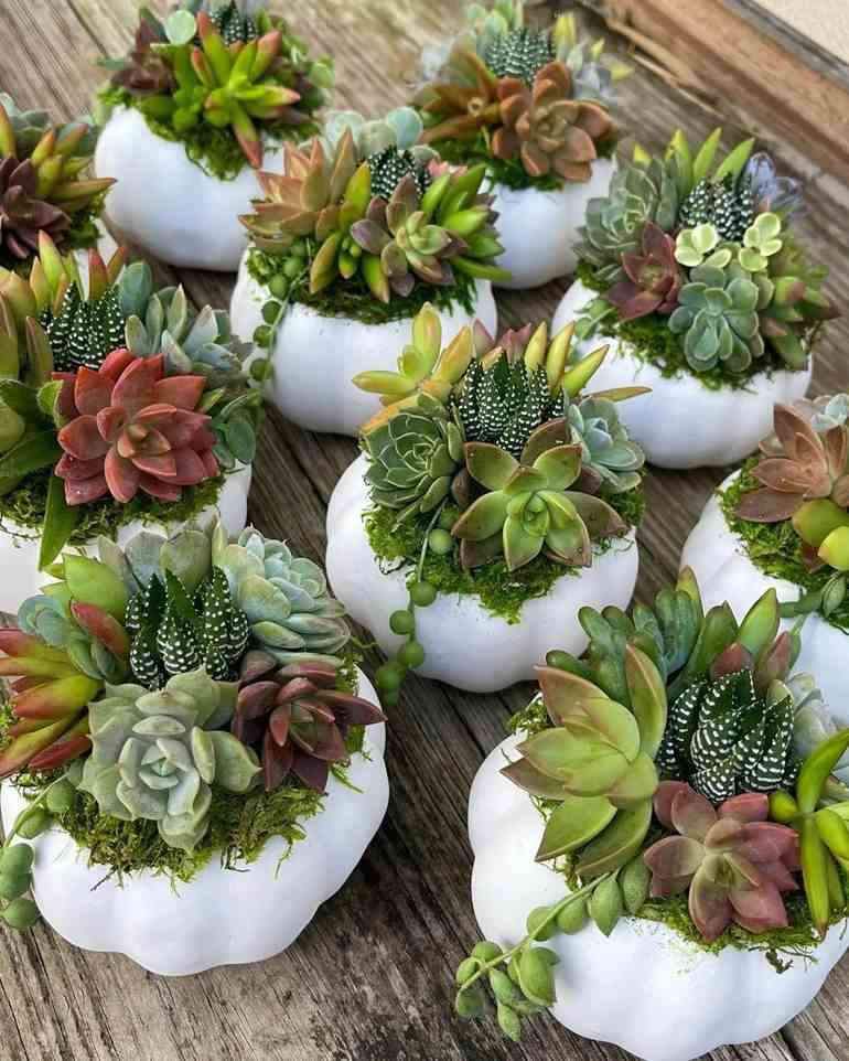 Transforme sua Casa com Quadros Vivos de Suculentas