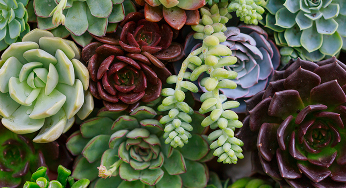 Transforme sua Casa com Quadros Vivos de Suculentas