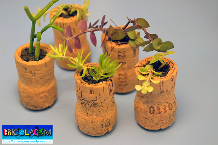 As Melhores Suculentas para Mini Vasos de Rolha