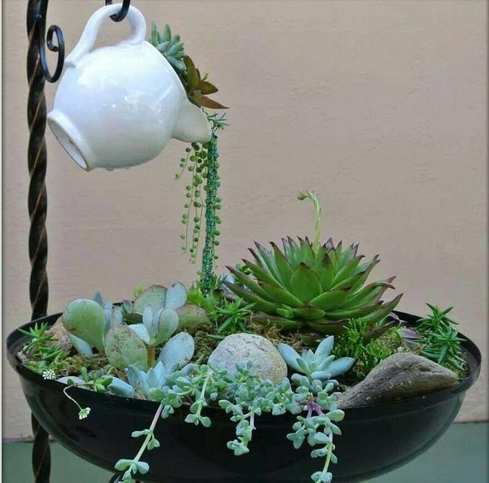 ideias criativas decoração suculentas ambientes