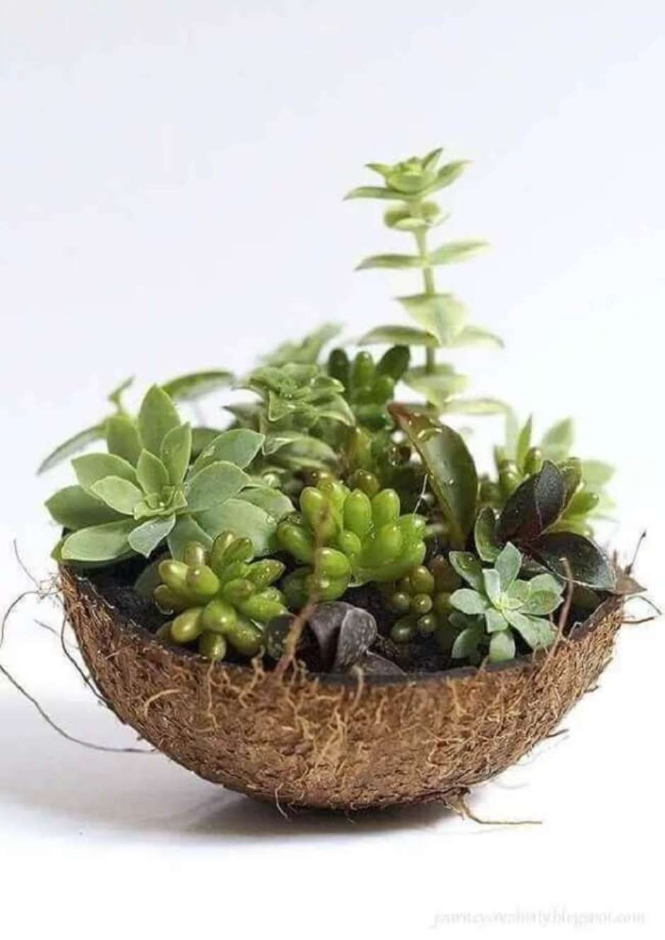 quanto custa decorar com suculentas