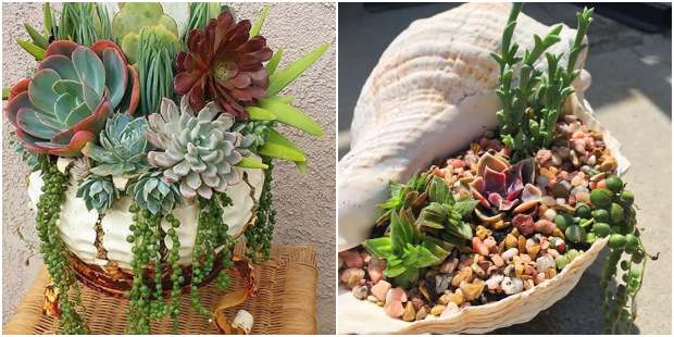 decoração com suculentas