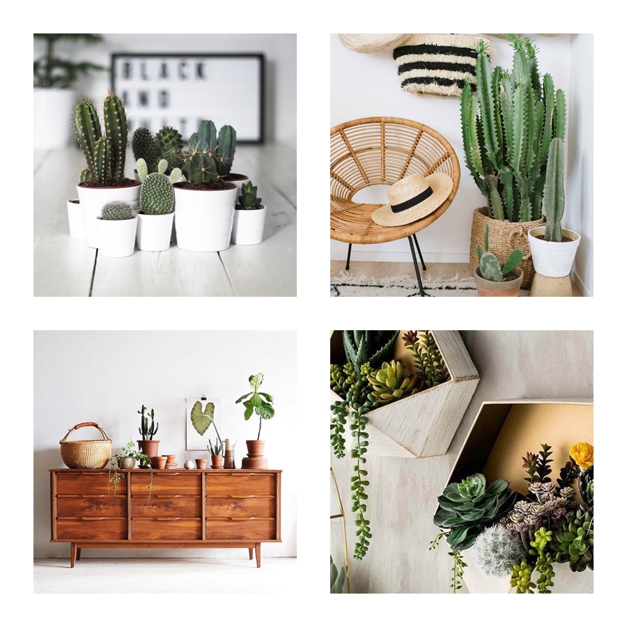 suculentas vs outras plantas de interior para decorar