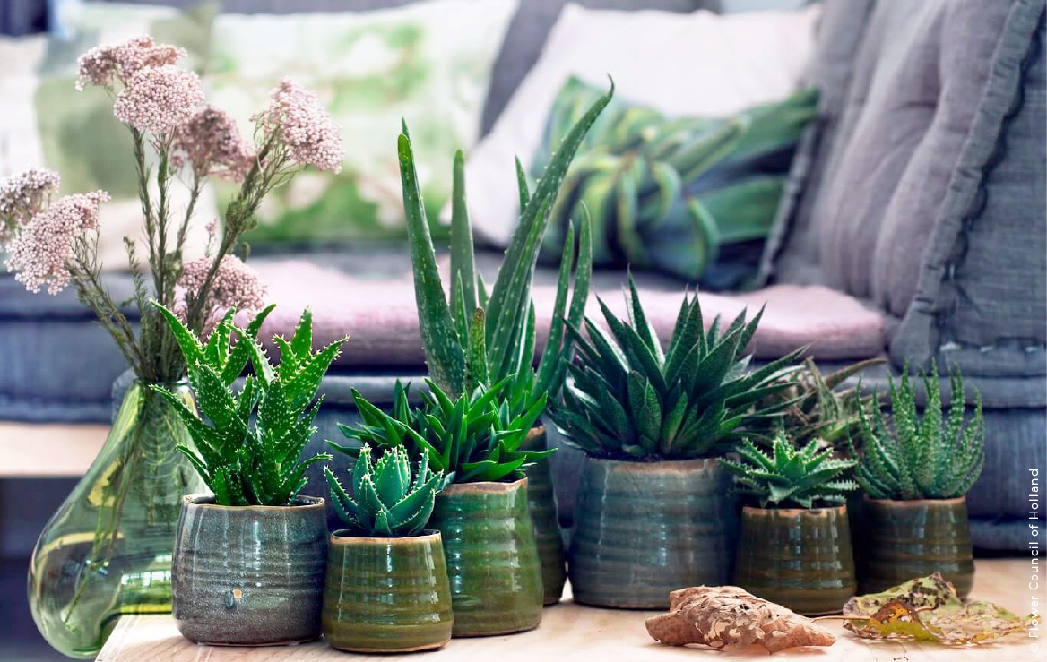 decoração com suculentas