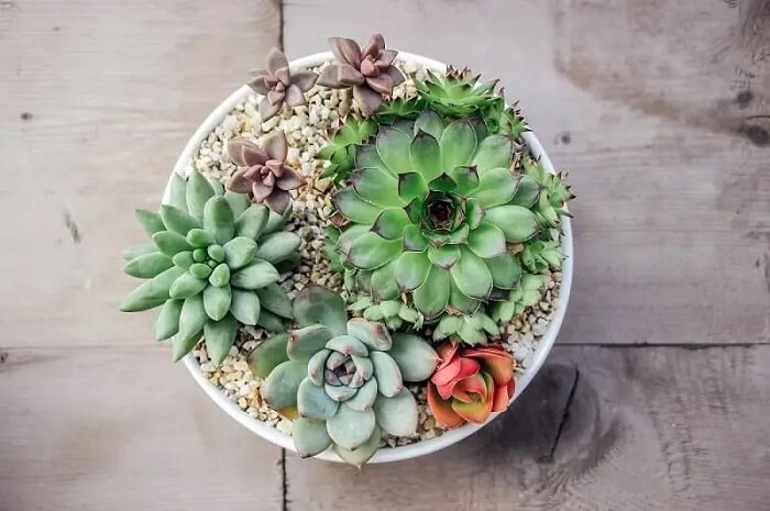 suculentas vs outras plantas de interior para decorar