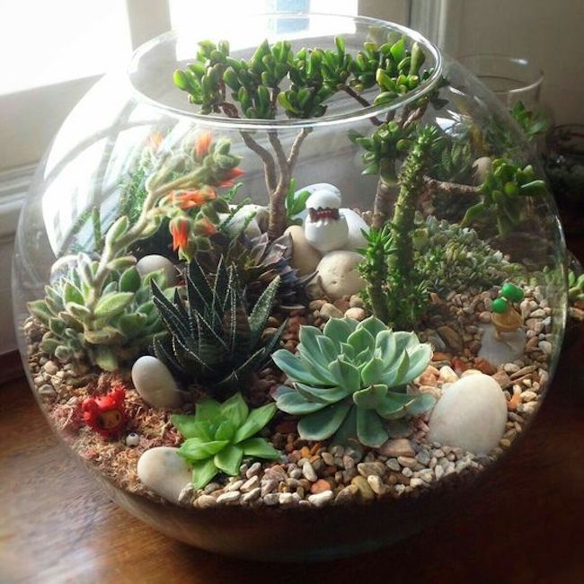 como fazer um terrário de suculentas passo a passo