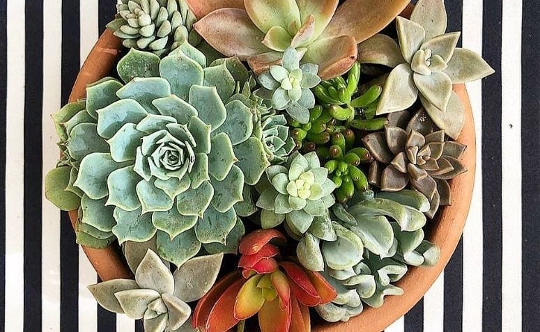 decoração com suculentas