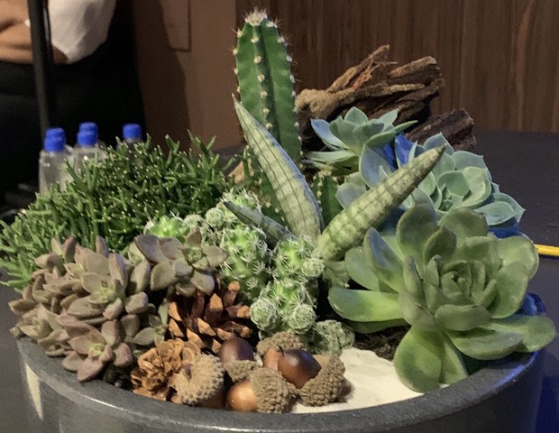 ideias criativas decoração suculentas ambientes