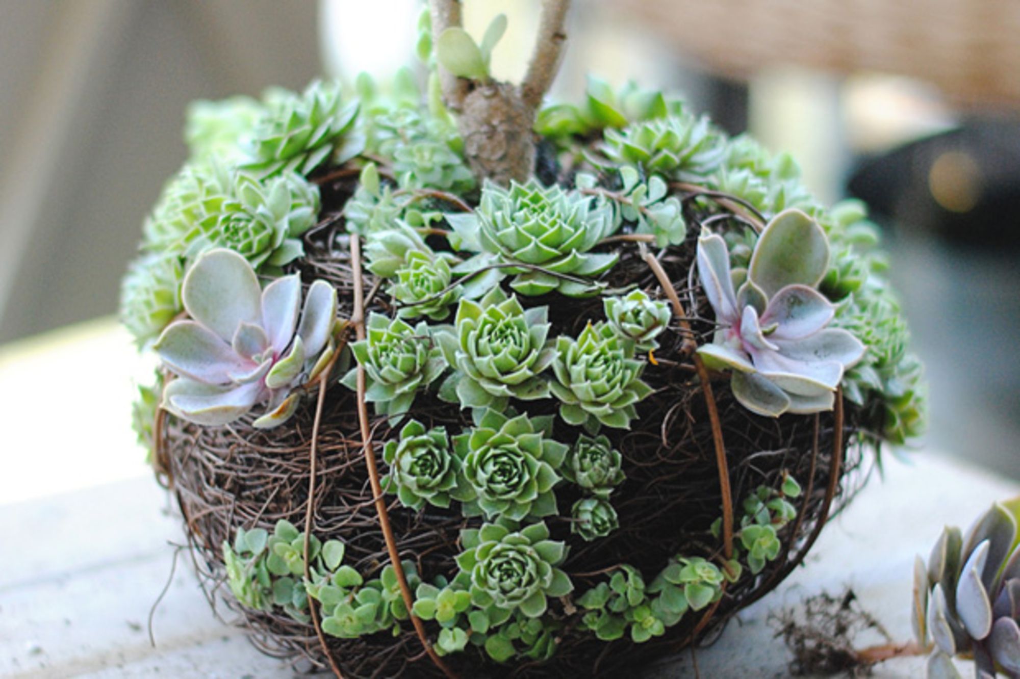 suculentas vs outras plantas de interior para decorar