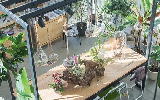 decoração de loja de plantas