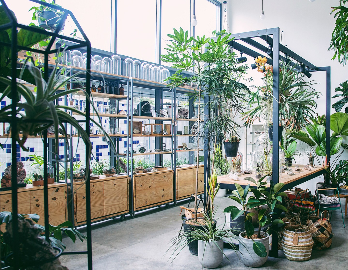 ideias de decoração para loja de plantas pequenas