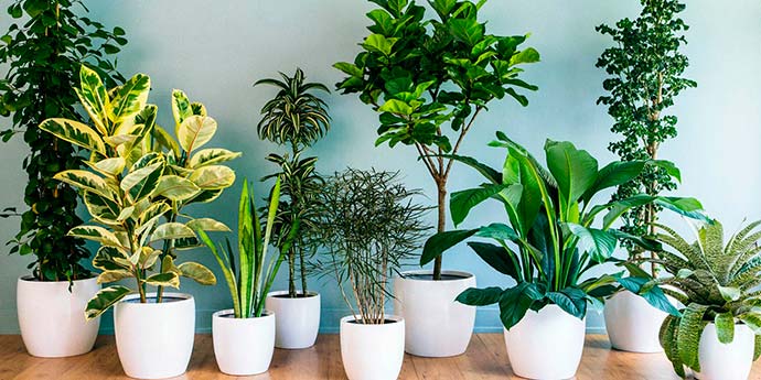 decoração de loja de plantas