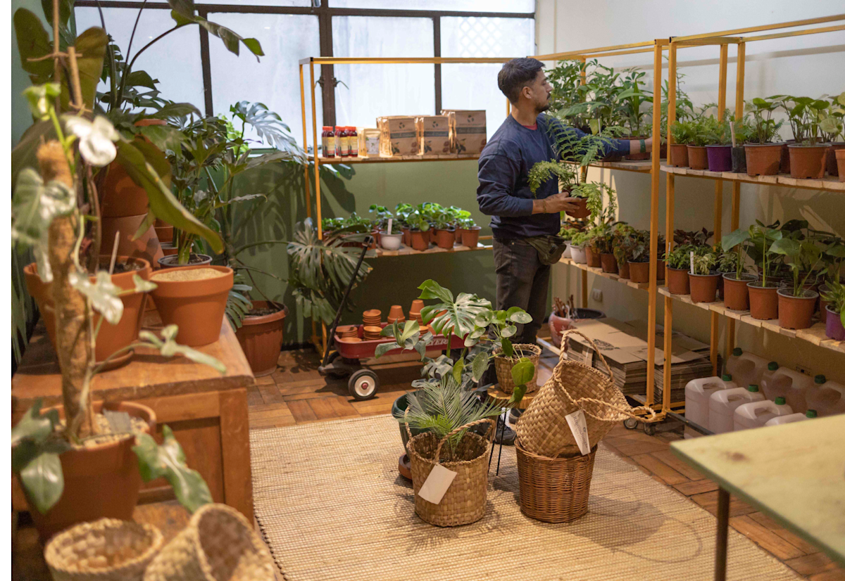 decoração loja de plantas vs decoração loja de flores