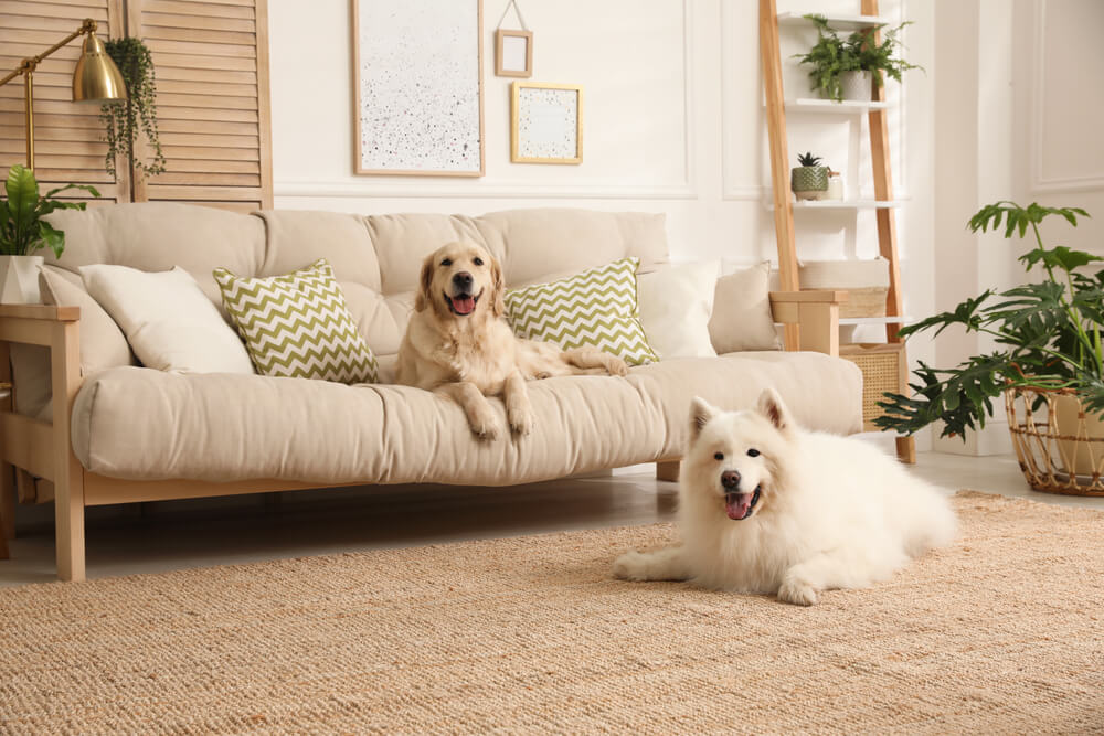 decoração para casas com gato